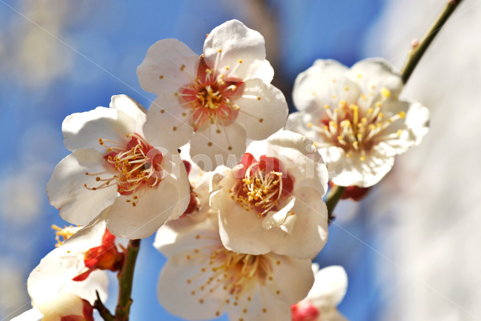매화,꽃,매실나무,봄,계절,식물,사군자,장미과,봄,계절,spring,season,식물,자연,plants,nature,꽃,flower,plant