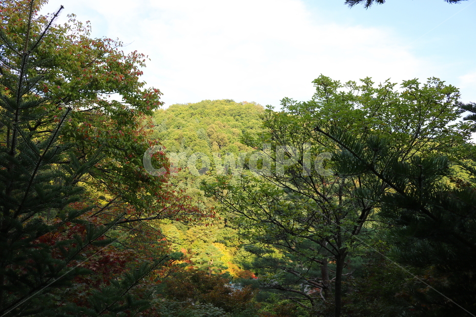 화담숲,나무,소나무,자연,풍경,관광지,산책길,공원,식물,경치,경기도,광주,구상나무,단풍,단풍나무,벚나무