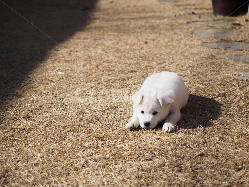 Pets,puppy,baby,infancy,spitz,dog