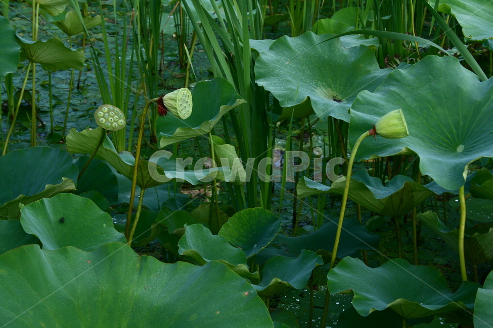연꽃,연꽃씨,연자,연자방,연자육,수련과,수생식물,식물,자연,plants,nature