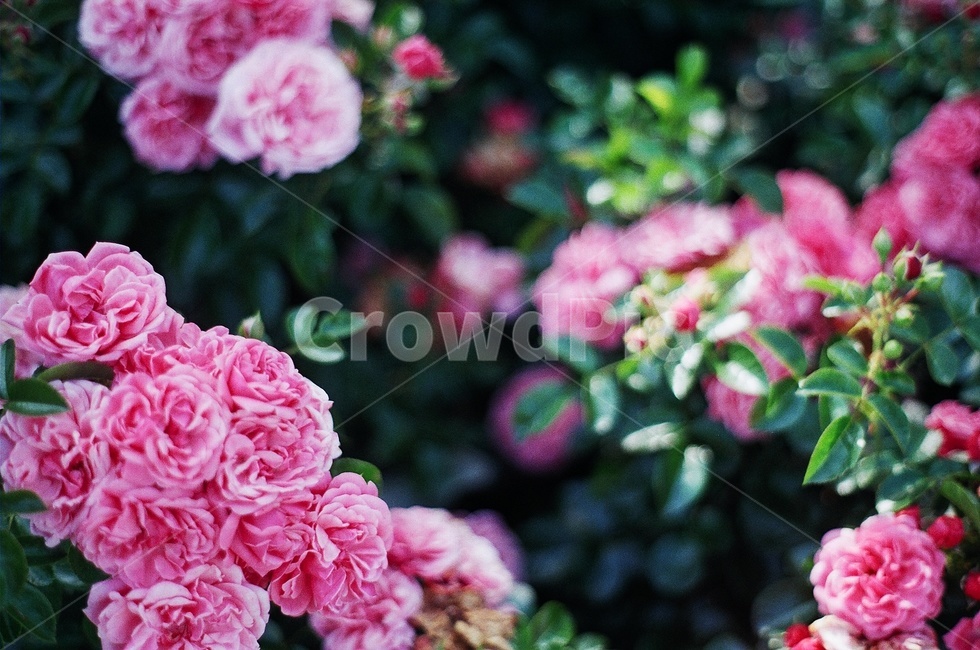 꽃,식물,plant,blossom,flower,핑크색,vintage,필름카메라,film,빈티지