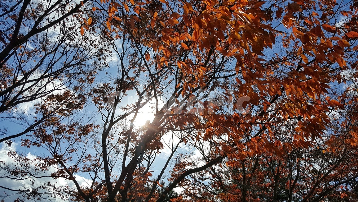 가을,햇살,나뭇잎,가을나무,맑음,tree,나무,plant,식물,leaf,잎