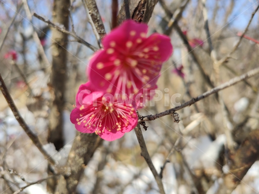 홍매화,매화,매화꽃,붉은매화꽃,홍매,자장매,maehwa,plant,식물,blossom,geranium,제라늄,flower,꽃,식물,자연,plants,nature,꽃,flower