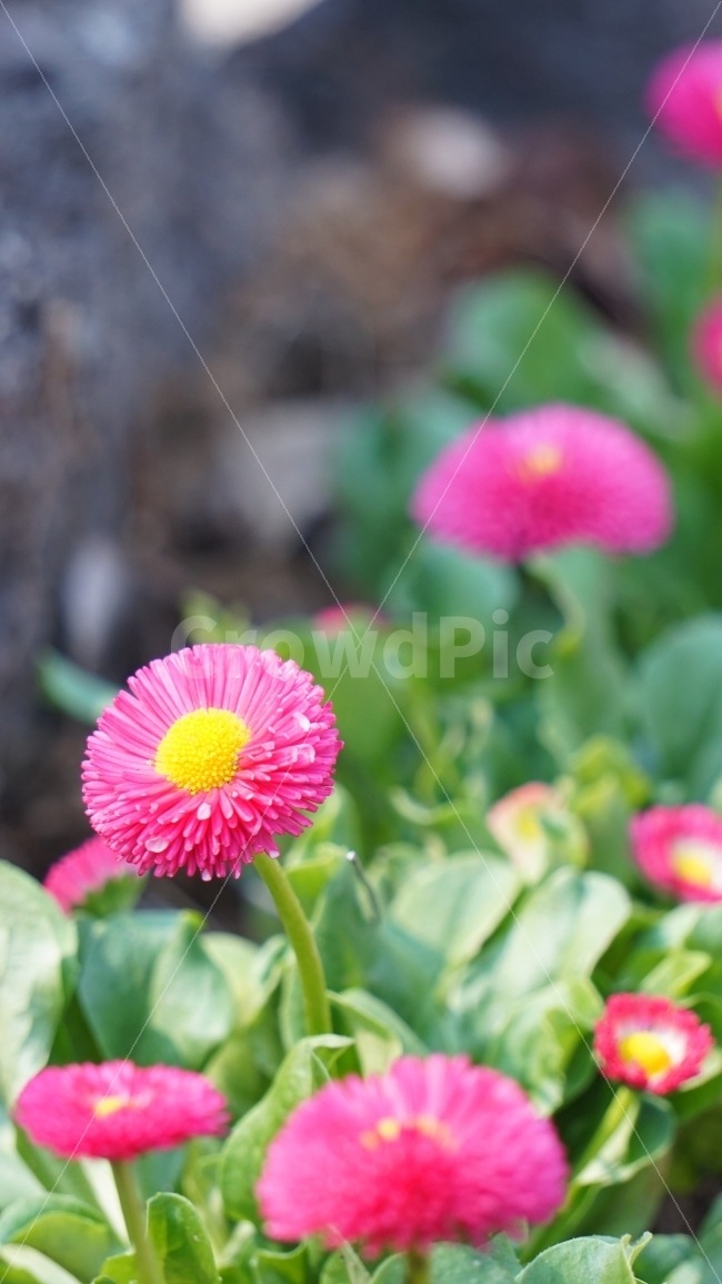 꽃,봄,접사,flower,spring,배경,이미지,식물,자연,plants,nature,꽃,flower