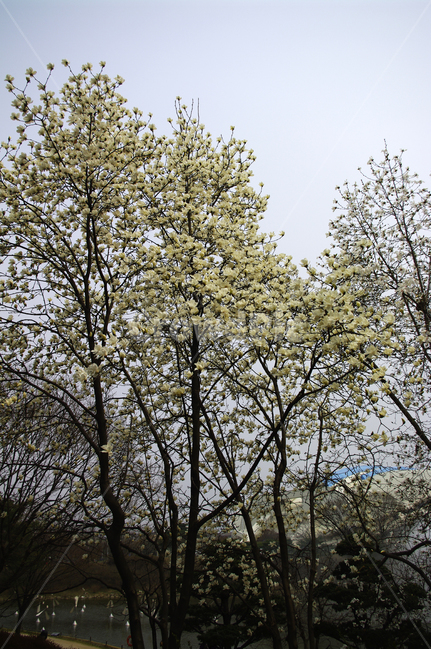 목련,봄,spring,계절,식물,plant,자연,nature,꽃,flower,봄,계절,spring,season,자연,풍경,nature,landscape,tree,나무,fir,전나무