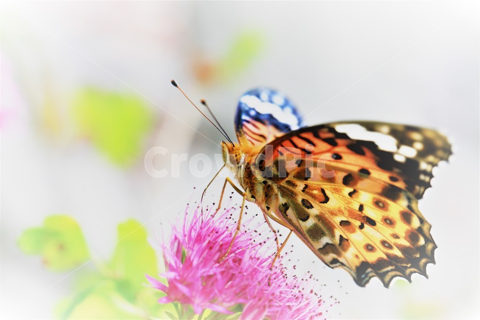 꽃,나비,가을,곤충,butterfly,식물,자연,plants,nature,꽃,flower,곤충,벌레,insect,bug