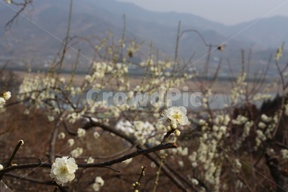 매화,봄,식물,꽃,봄꽃,봄,계절,spring,season,식물,자연,plants,nature,꽃,flower,plant