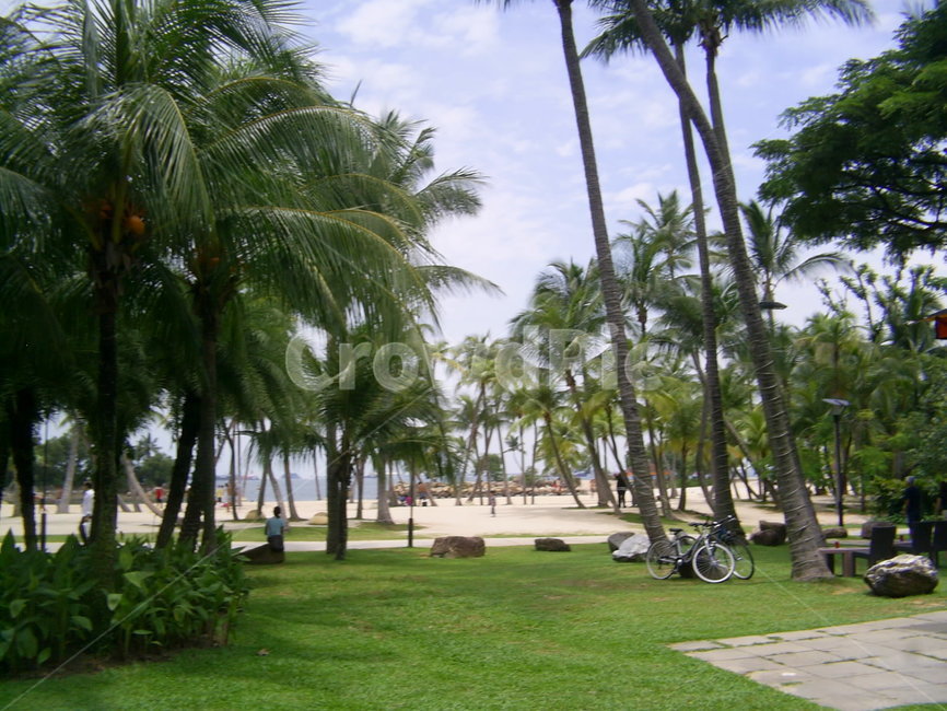 싱가포르,센토사,singapore,sentosa,야자수