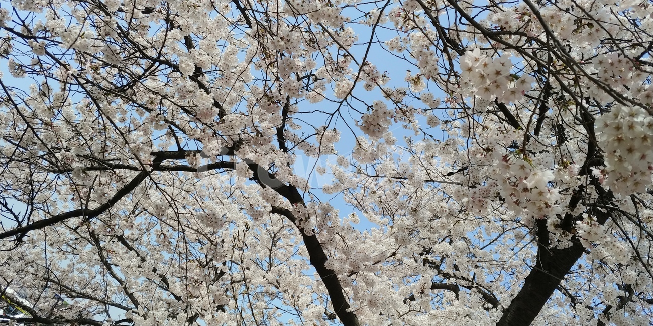 벚꽃,식물,꽃,봄,flower,식물,자연,plants,nature,꽃,flower