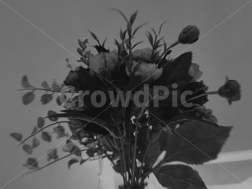 흑백,필름카메라,꽃,꽃다발,나뭇잎,식물,자연,plants,nature,꽃,flower,흑백,모노톤,monochrome,black and white