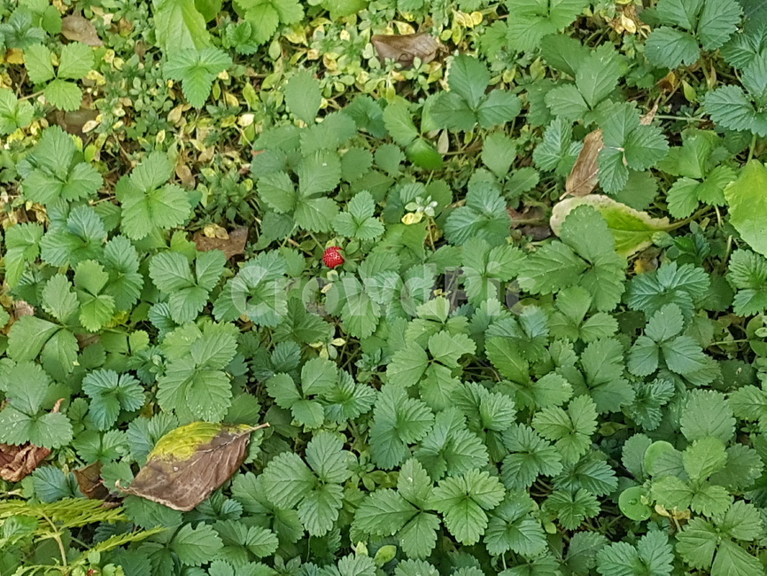 뱀딸기,초록,풀,자연,잡초,식물,자연,plants,nature