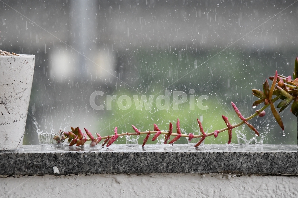 비,빗방울,왕관현상,다육이,물왕관,물,소나기,비,비오는날,rain,rainy
