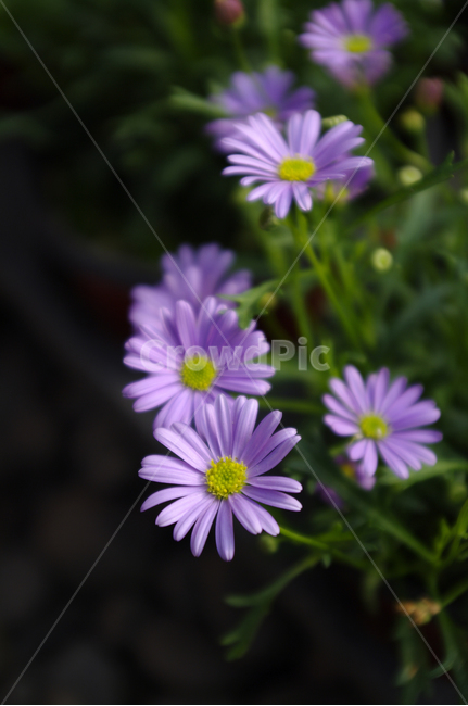 꽃,flower,plant,식물,자연,꽃잎,식물,자연,plants,nature,꽃,flower