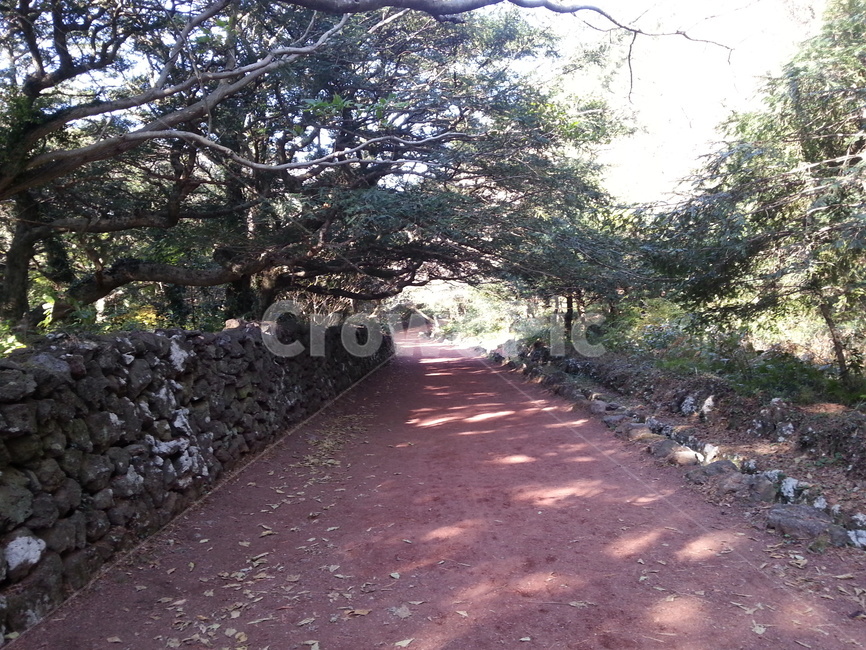 길,자연,통로,road,nature,path