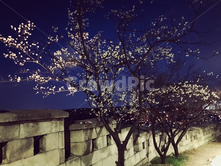 밤,야경,도시,벚꽃,나무,조명,고독,쓸쓸함,길,봄,계절,spring,season,야경,밤,풍경,nightscape,night,landscape,식물,자연,plants,nature,나무,trees,wood,plant