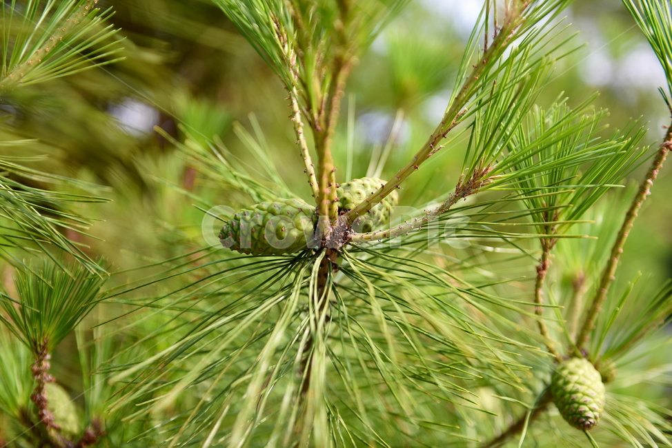 솔방울,솔잎,식물,자연,배경화면,녹색,plants,nature,green,식물,자연,plants,nature,나무,trees,wood