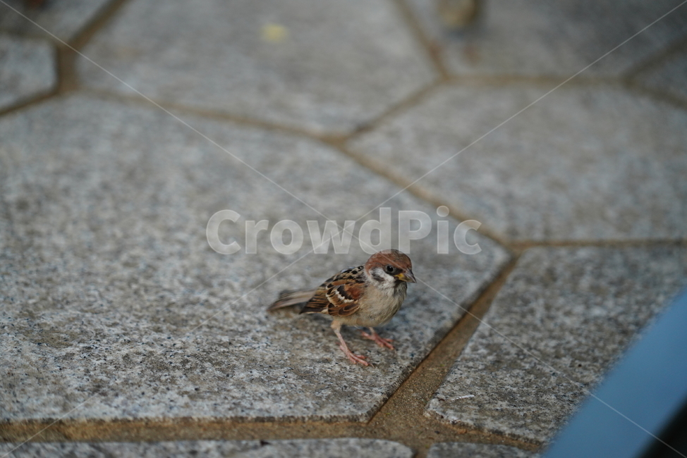 참새,새,동물,생명,생물,bird,sparrow,animal,동물,animal,조류,새,birds