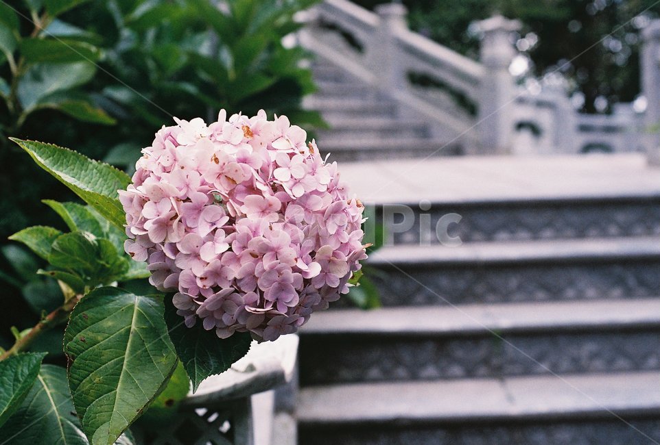 꽃,식물,조경,감성,수국,식물,자연,plants,nature,꽃,flower,감성,sensible,feeling