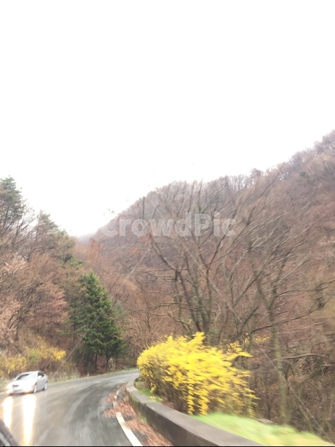 꽃,개나리,자연,봄,비,봄비,봄,계절,spring,season,자연,풍경,nature,landscape,road,도로,car,차,vehicle,차량,transportation,교통,automobile,자동차