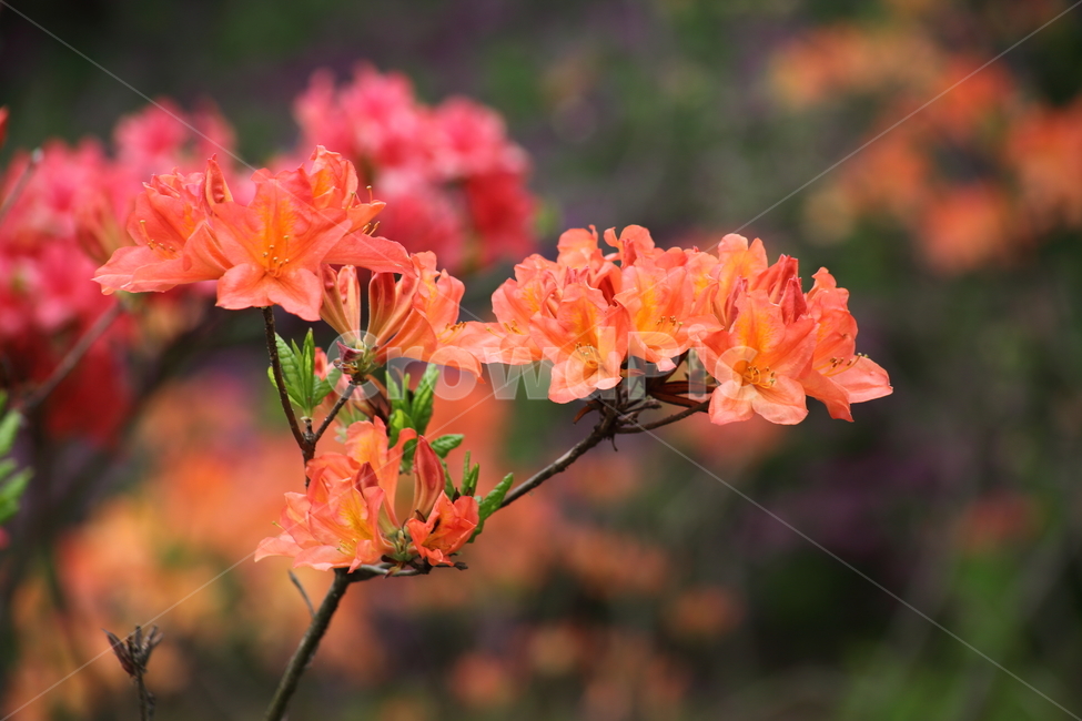 황철쭉,철쭉,봄,japaneseazalea,rhododendronjaponicum