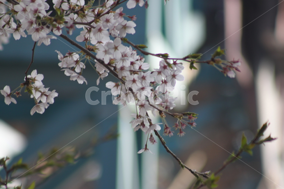 plant,식물,꽃,봄,벛꽃나무