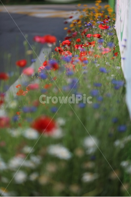 꽃,양귀비,자연,식물,양귀비꽃,식물,자연,plants,nature,꽃,flower