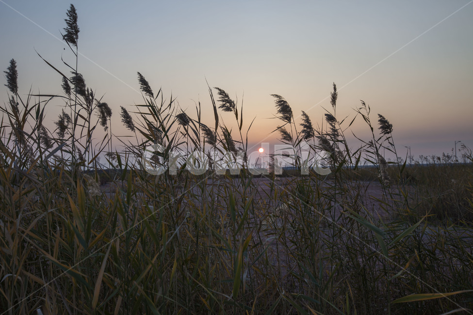송도,노을,신도시,석양,갈대,공원,자연,풍경,nature,landscape,grass,잔디,plant,식물,lawn,reed