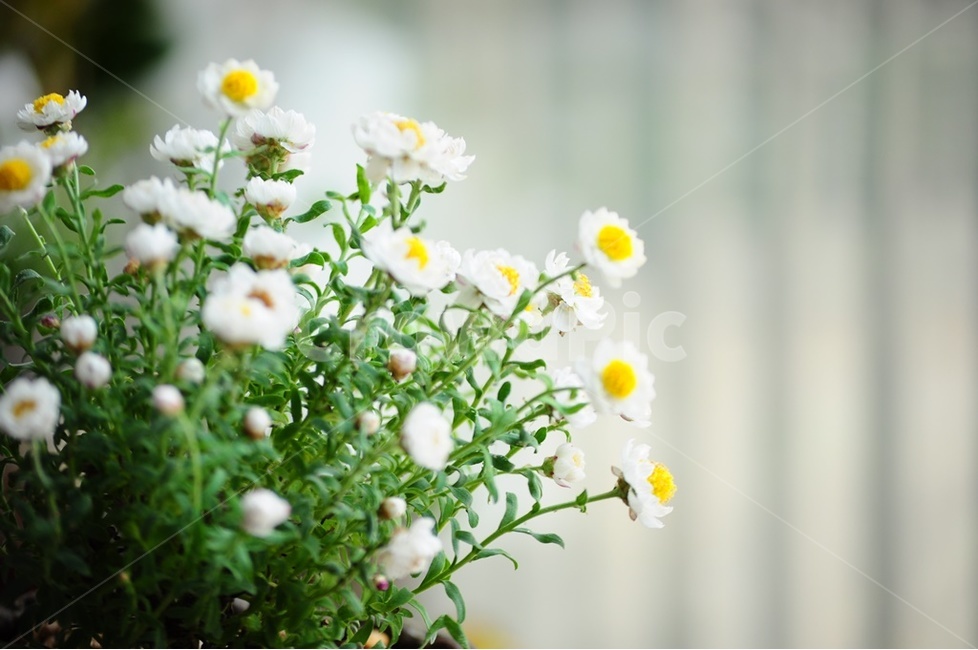 흰꽃,종이꽃,향기,연두빛,아지랑이,식물,자연,plants,nature,꽃,flower