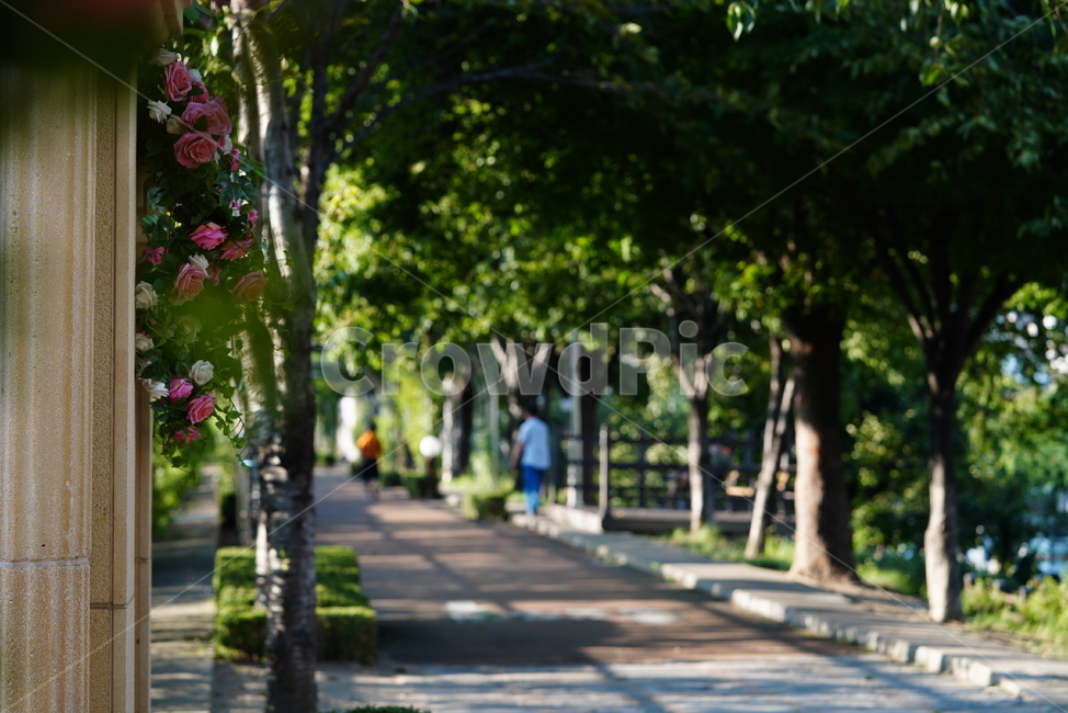 flower,꽃,생명,생물,길,숲,식물,plant,식물,자연,plants,nature