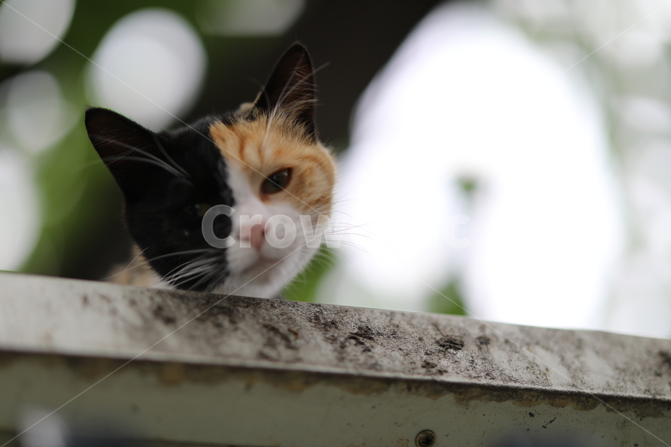 고양이,길고양이,야옹이,동물,얼굴반쪽고양이,동물,animal,포유류,mammal,고양이,cat,kitten,kitty,감성,sensible,feeling