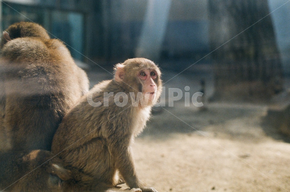 운숭이,동물원,동물,귀여운동물,zoo,animal