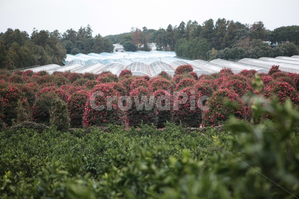 위미리,동백,군락지,제주,제주도,꽃,자연,풍경,nature,landscape,outdoors,옥외,plant,식물,vegetation,초목