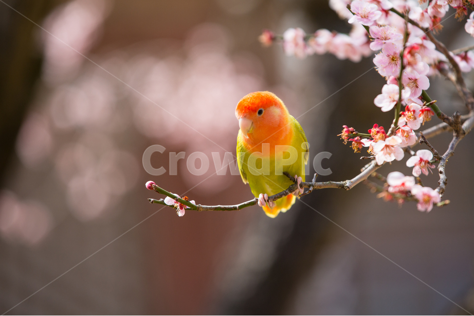 앵무새,새,동물,조류,매화,animal,bird,봄,계절,spring,season,동물,animal,조류,새,birds