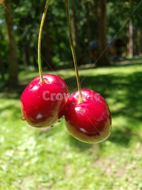 체리,과일,열매,자연,레드,빨강,cherry,red