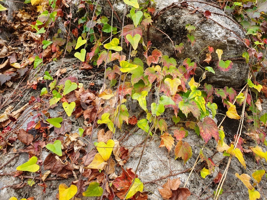 잎,식물,나무,leaf,tree,단풍,덩굴쟁이
