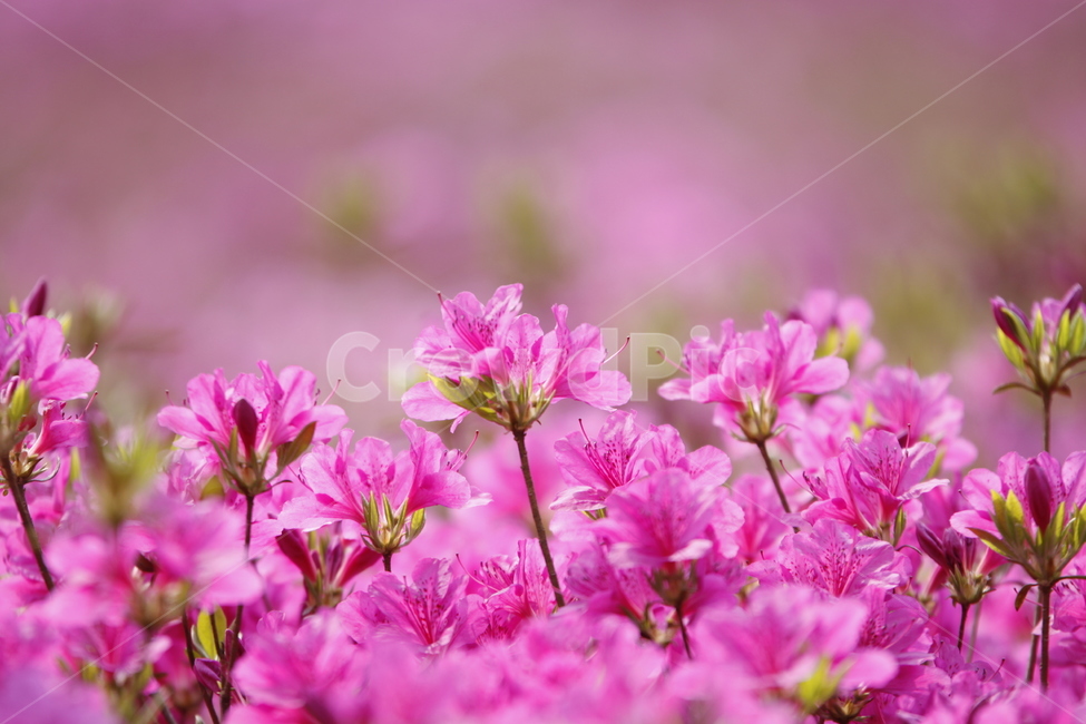 봄날,공원,철죽,spring,flower,봄꽃,축제,화려한,아름다운,분홍,우아한,garden,꽃축제,식물,계절,예쁜,꽃,정원,화단