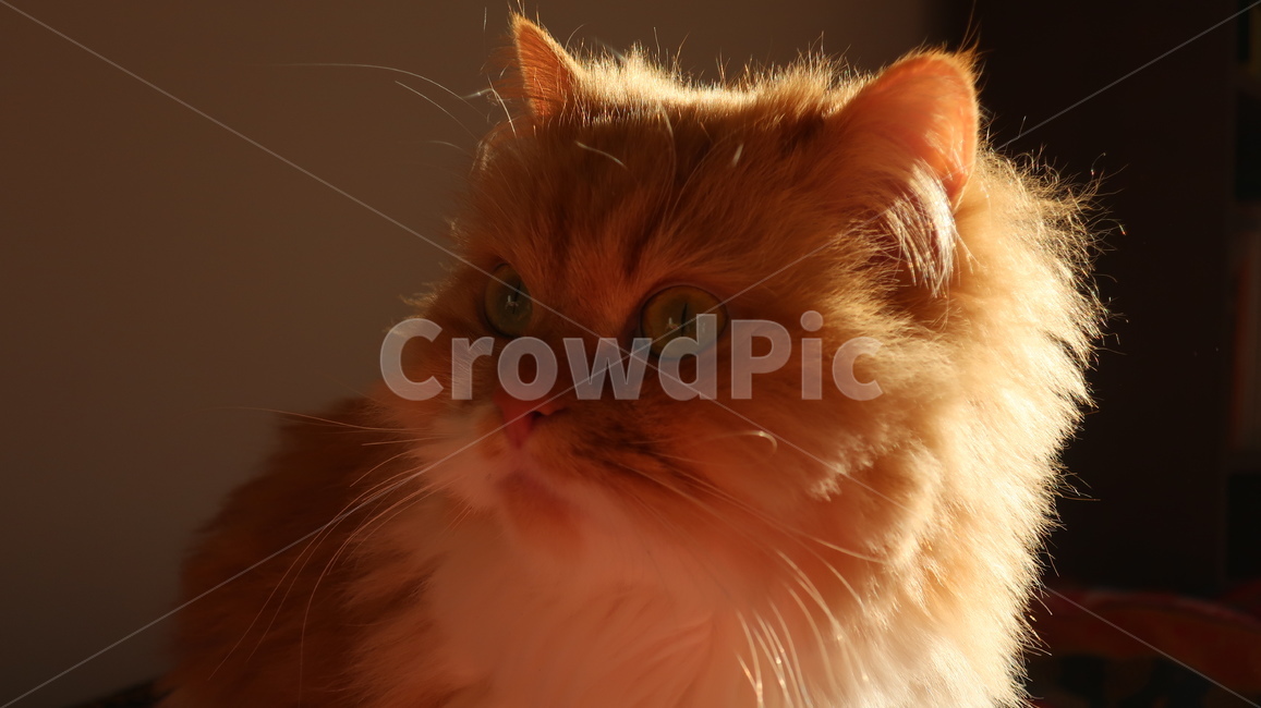 아기고양이,고양이,페르시안,노란고양이,치즈고양이,페르시안친칠라,귀여운,반려동물,애완동물,cat,kitten,kitty,포유류,자연,동물,animal,mammal,반려묘,페르시안고양이,품종묘,동물,animal,포유류,mammal,고양이,cat,kitten,kitty