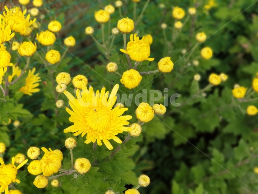 plant,식물,flower,꽃,blossom