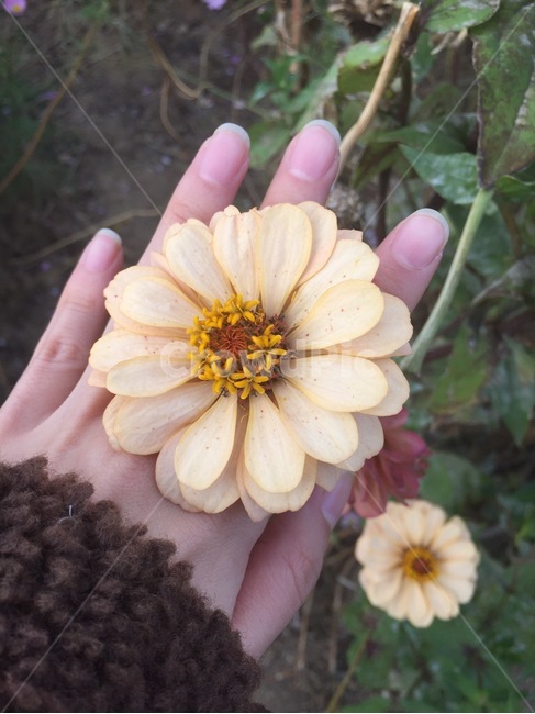 꽃,노란꽃,봄,꽃반지,flower,yellow,plant,식물,spring,노랑,들꽃,겹꽃잎,자연,식물,자연,plants,nature,꽃,flower,신체일부,몸,body