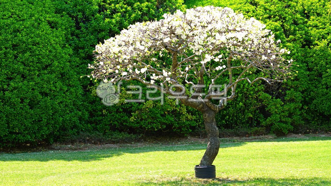 꽃나무,나무꽃,흰꽃,나무,정원수,공원,정원