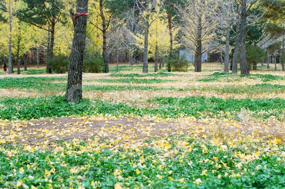 은행나무숲,은행나무,단풍,가을,필름,감성,자연,풍경,nature,landscape,가을,계절,fall,autumn,season,tree,나무,plant,식물,outdoors,옥외,grassland,목초지,field,들,tree trunk,나무 줄기