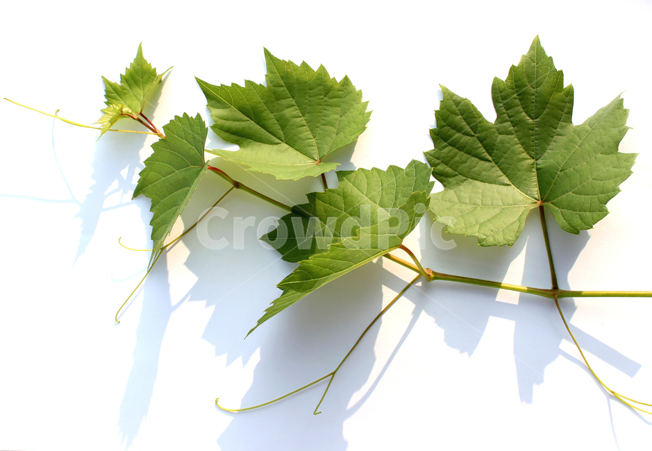 branch,closeup,detail,fresh,grape,grapeleaf,green,leaf,leaves,natural,nature,plant,가지,나뭇가지,클로즈업,디테일,신선한,포도잎,포도줄기,줄기,잎,잎사귀,나뭇잎,그린,녹색,자연,식물,흰배경,초록색,식물,자연,plants,nature,누끼,remove background