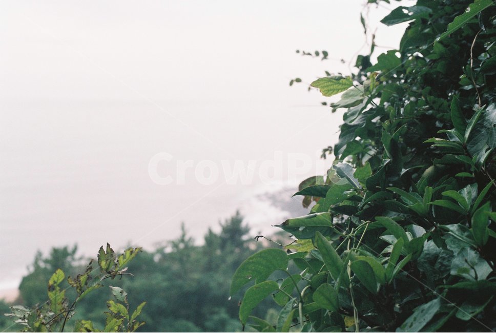 바다,나무,파도,하늘,제주도,자연,풍경,nature,landscape,식물,plants