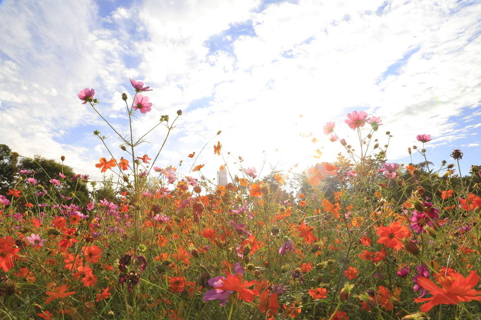 식물,꽃,가을,코스모스,plant,가을,계절,fall,autumn,season,식물,자연,plants,nature,꽃,flower