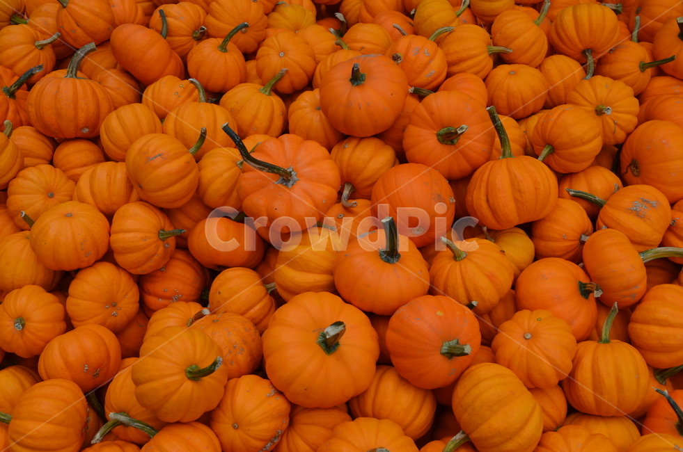 미국,호박,할로윈,pumpkin,halloween,주황,오렌지,orange,미니호박,가을,장식,오렌지색,주황색,채소,야채,vegetables
