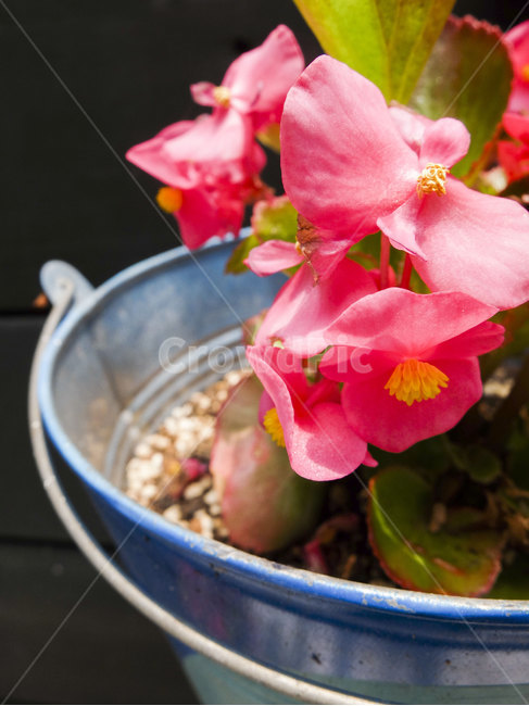 꽃,화분,식물,근접촬영,closeup,plants