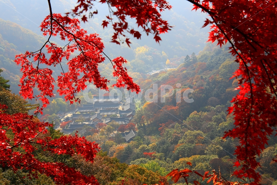 architecture,건축물,building,건물,shrine,신사,outdoors,옥외,scenery,풍경,nature,자연,landscape,경치,나무,plant,식물,leaf,잎,tree,maple,단풍,장성,백양사,백양사가을,가을,계절,추색,만추,백양사전경
