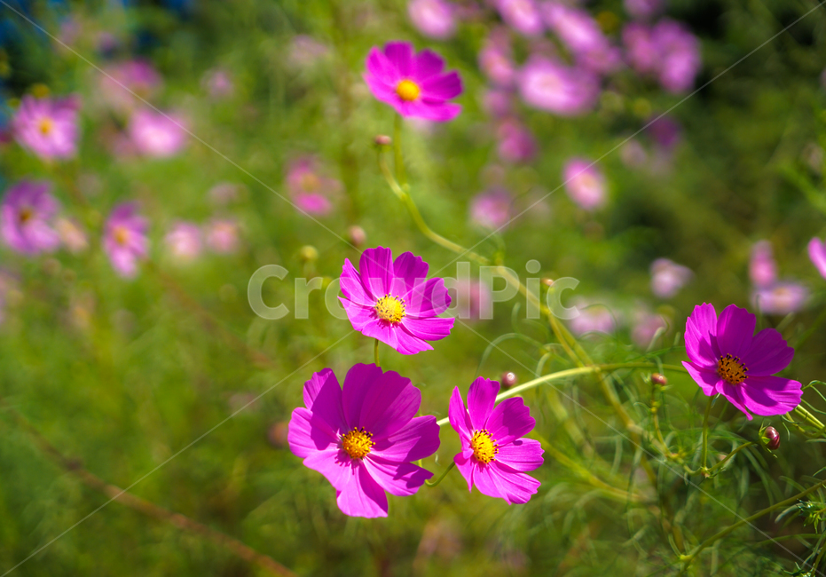 꽃,야생화,코스모스,가을,식물,자연,가을,계절,fall,autumn,season,식물,자연,plants,nature,꽃,flower,geranium,제라늄,blossom,plant