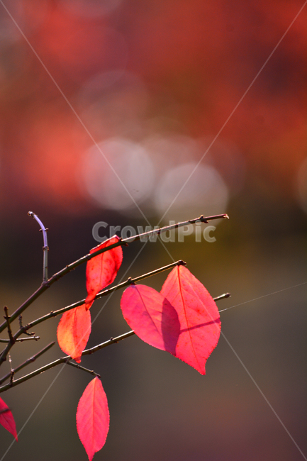 가을,마지막잎새,가을잎,단풍,단풍잎,식물,나뭇잎,10월,11월,계절,시즌,가을분위기,가을느낌,배경,바탕,백그라운드,감성,분위기,필,느낌,아쉬움,미련,가을날,가을오후,늦가을,보케,빛망울,fall,season,autumn,sensible,emotion,feeling,가을,계절,fall,autumn,season,leaf,잎,plant