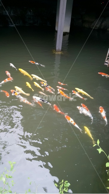금붕어,물고기,강가,자연,해양동물,어류,물고기,fish